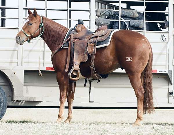 roping-quarter-horse