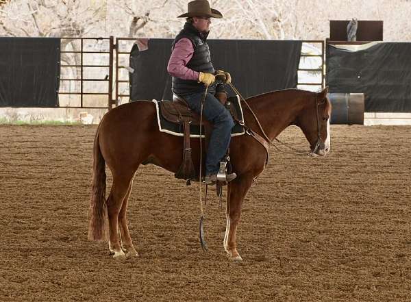 trail-riding-quarter-horse