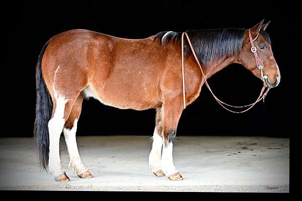 husband-safe-paint-horse