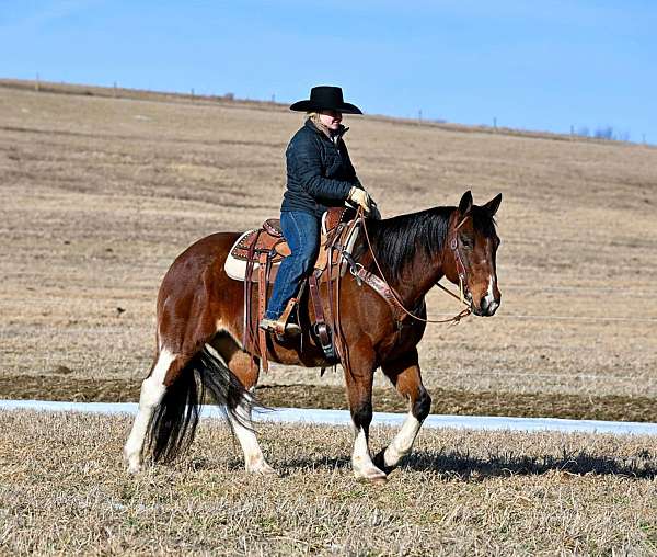 performance-paint-horse