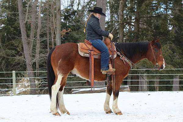 roping-paint-horse