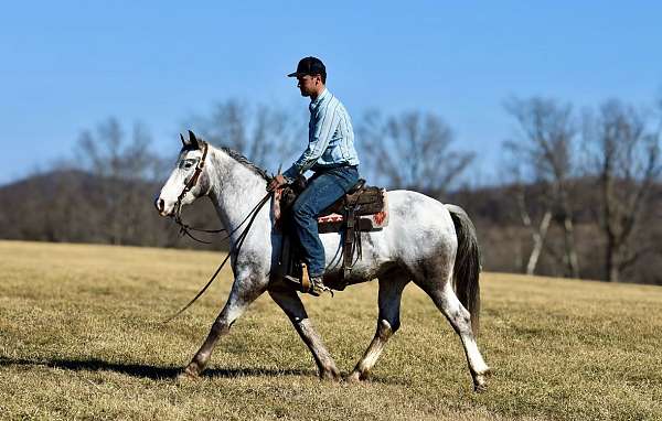 athletic-draft-horse