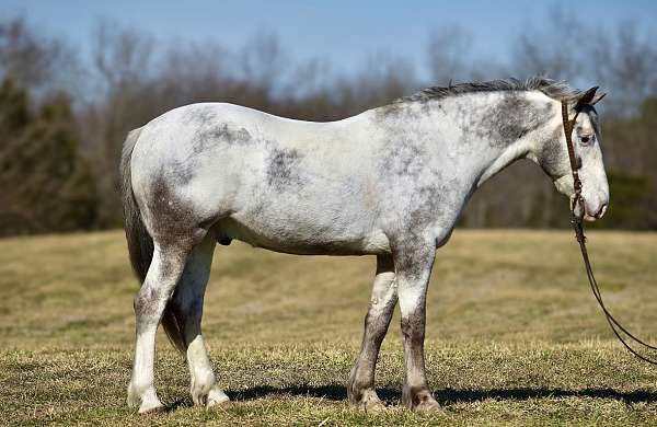 cross-draft-horse