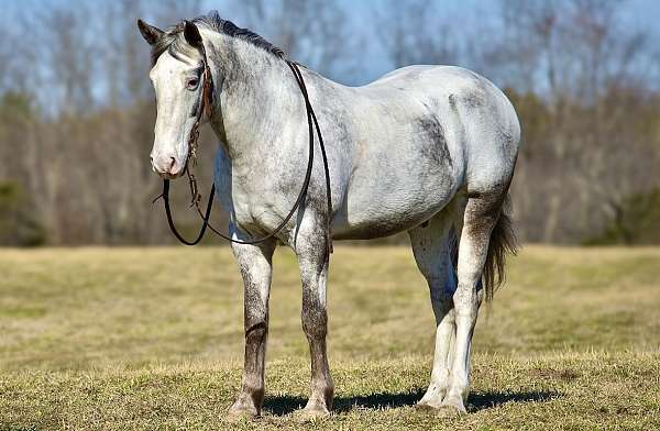 flashy-draft-horse