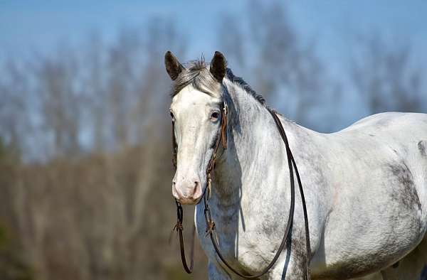 performance-draft-horse