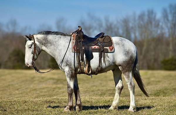 ranch-work-draft-horse