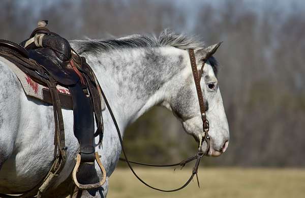 ridden-english-draft-horse