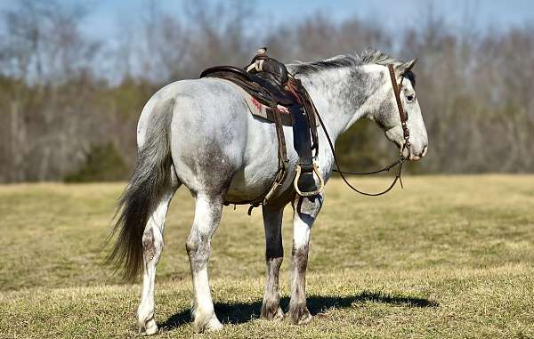 ridden-western-draft-horse