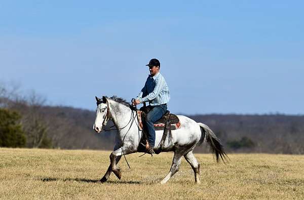 show-draft-horse