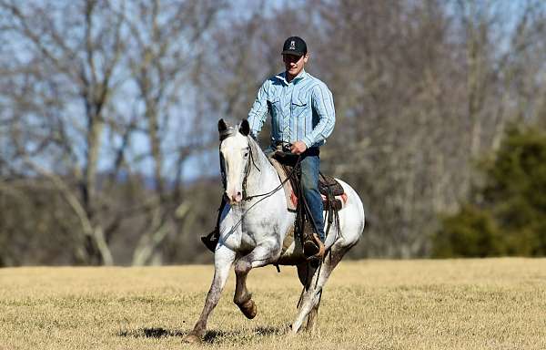 trail-riding-draft-horse