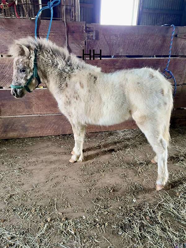 palomino-pintaloosa-pony