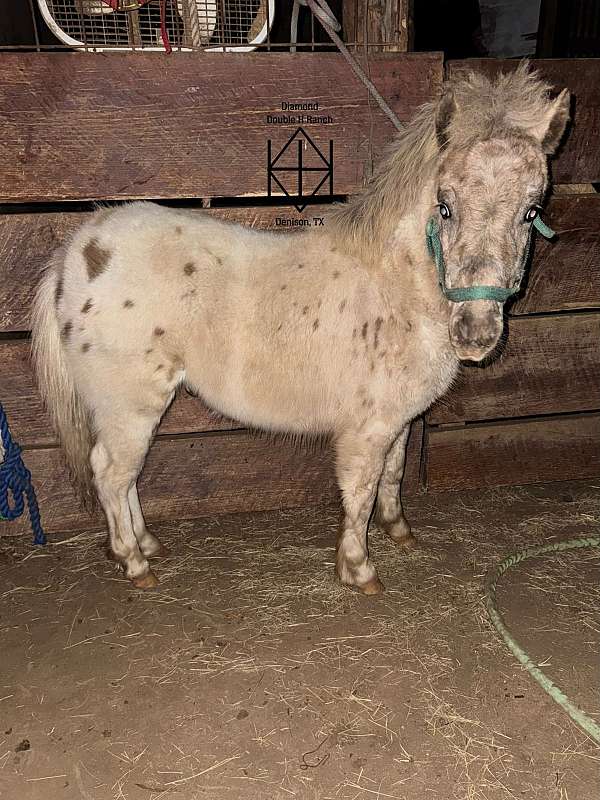 palomino-tri-color-pony