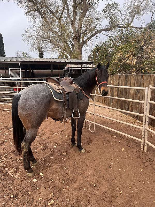 quarter-horse-gelding