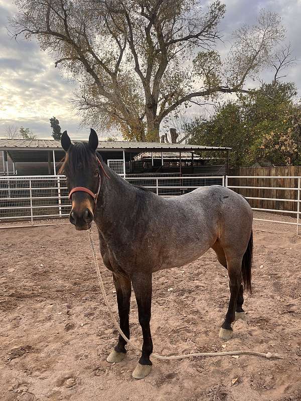 quarter-horse-for-sale