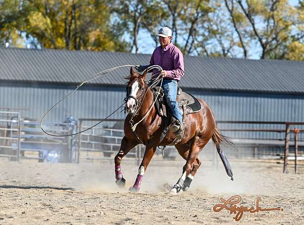 athletic-quarter-horse