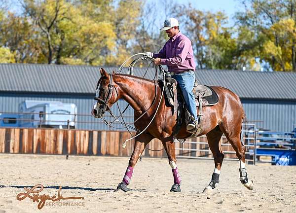 calf-roping-quarter-horse