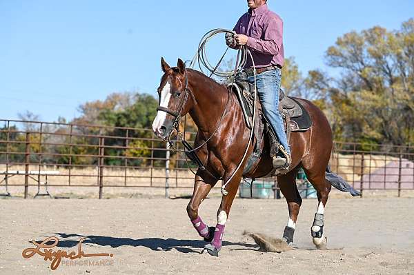 flashy-quarter-horse