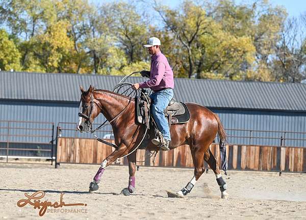 husband-safe-quarter-horse