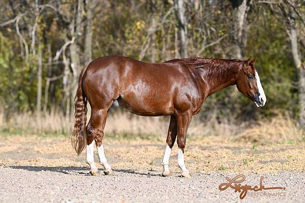 ranch-work-quarter-horse