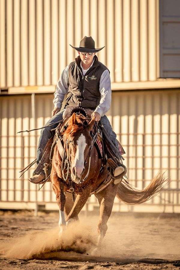 roping-quarter-horse