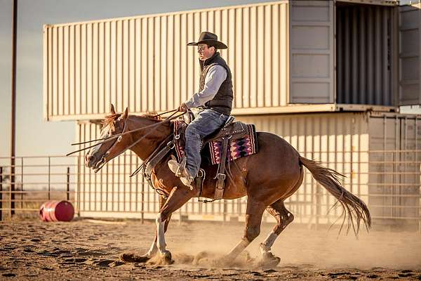 trail-riding-quarter-horse