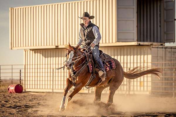 western-riding-quarter-horse