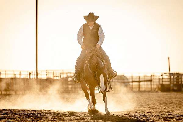 working-cattle-quarter-horse