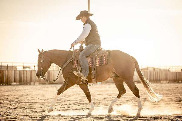 working-cow-quarter-horse