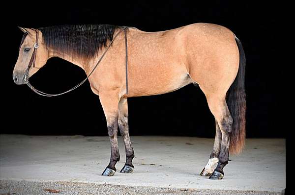 calf-roping-quarter-horse