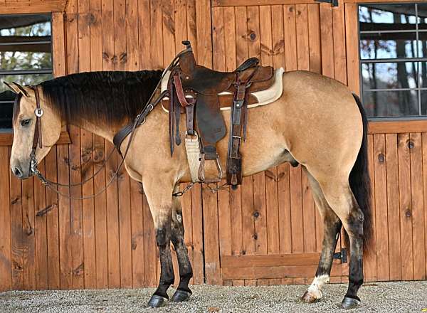 husband-safe-quarter-horse