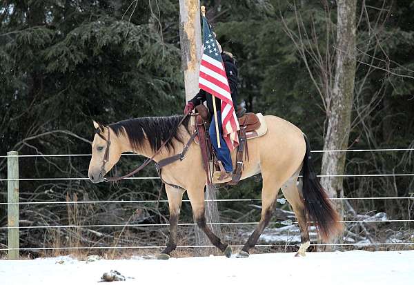 performance-quarter-horse