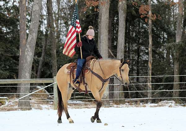 show-quarter-horse