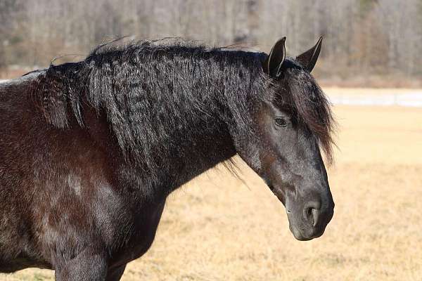 athletic-friesian-horse