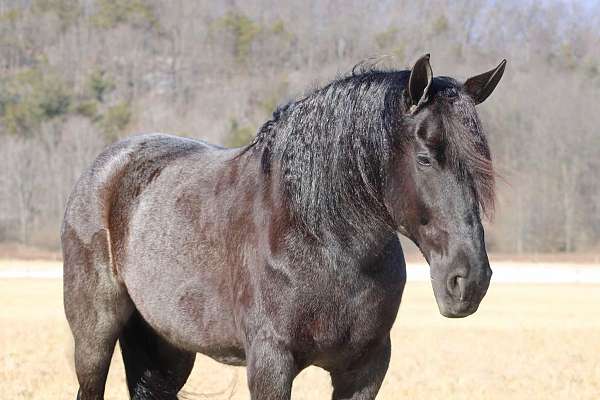 beginner-friesian-horse