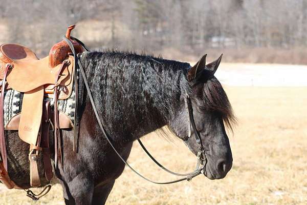 cross-friesian-horse