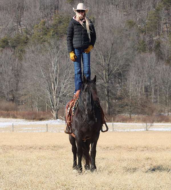 draft-friesian-horse