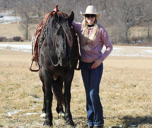 driving-friesian-horse