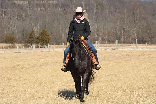 flashy-friesian-horse