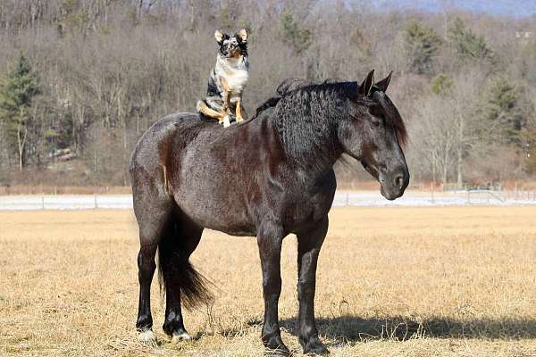 husband-safe-friesian-horse