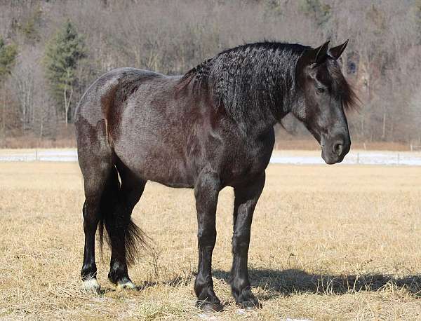 kid-safe-friesian-horse