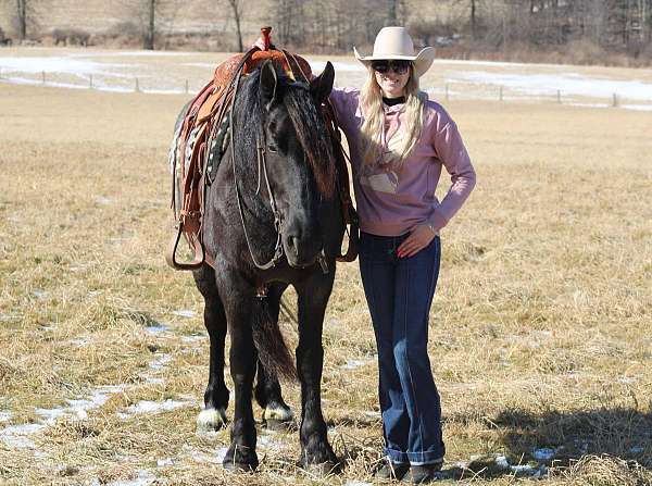 parade-friesian-horse