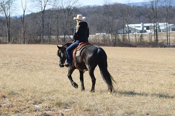 performance-friesian-horse