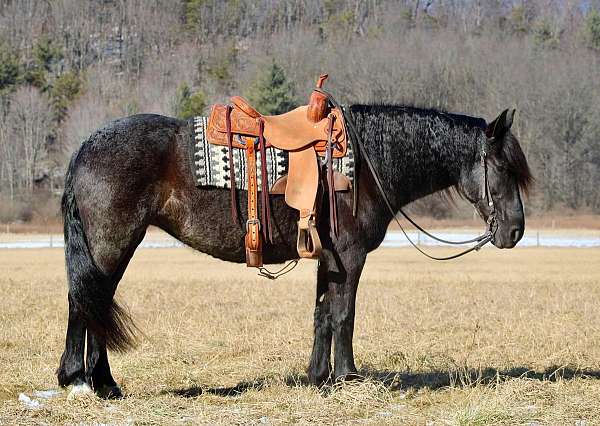 ridden-english-friesian-horse