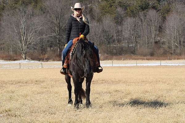 ridden-western-friesian-horse