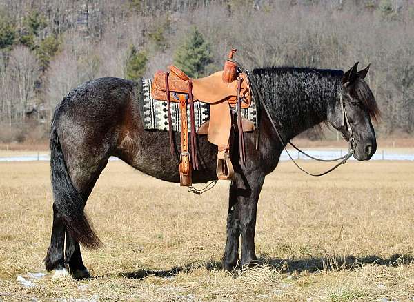 show-friesian-horse