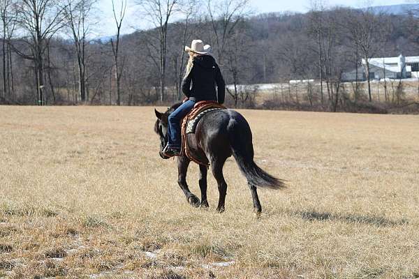 team-driving-friesian-horse