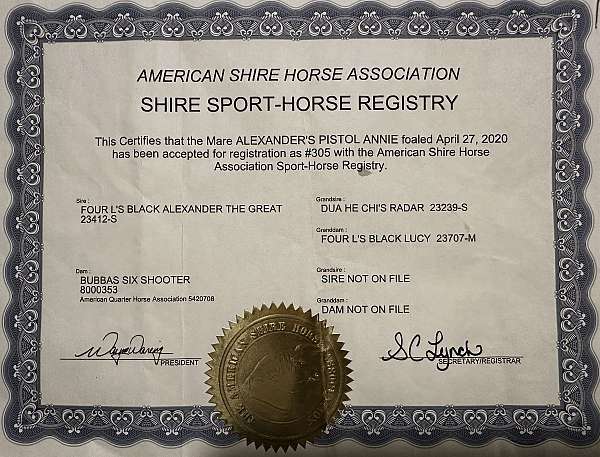 athletic-shire-donkey