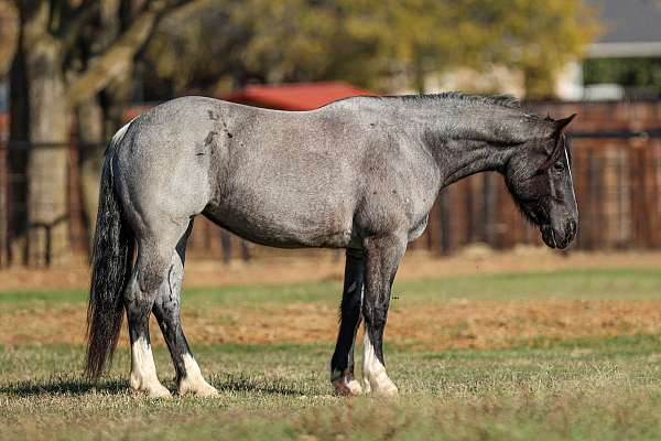 dressage-shire-donkey