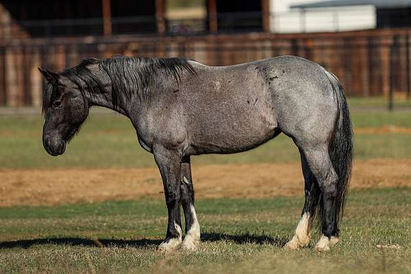 eventing-shire-donkey