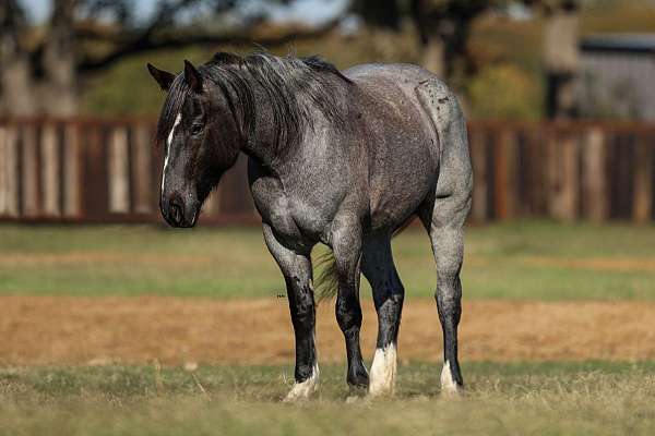 flashy-shire-donkey